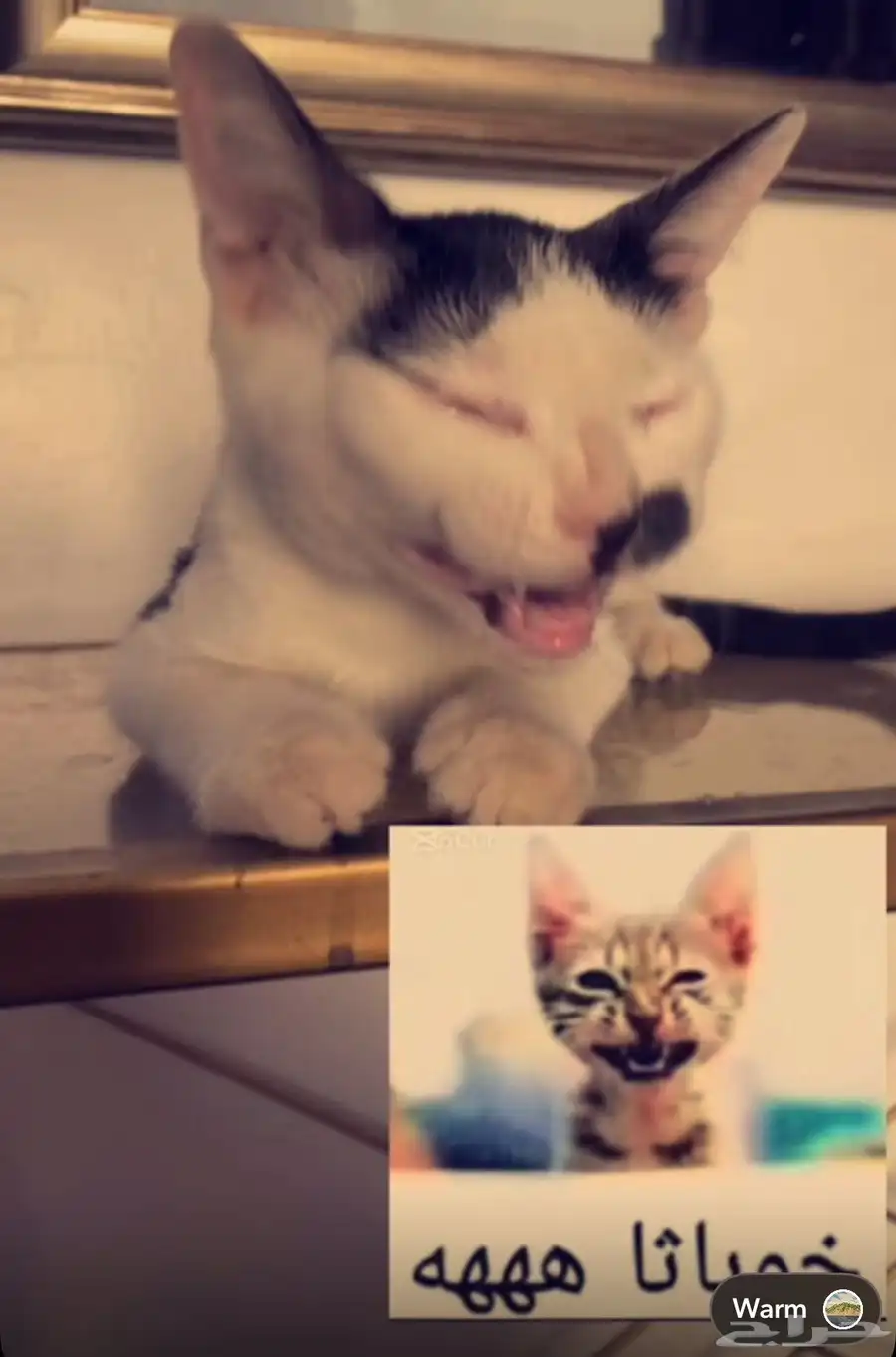 بس بلدي مميز 0