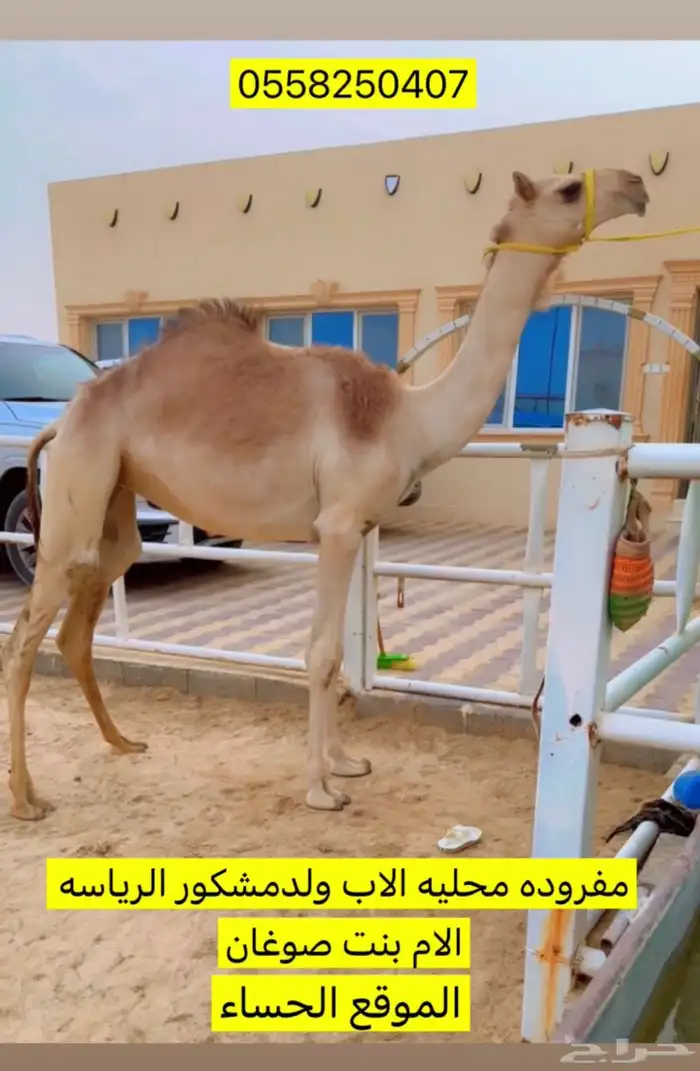 مفروده عمانيه مزاين 0