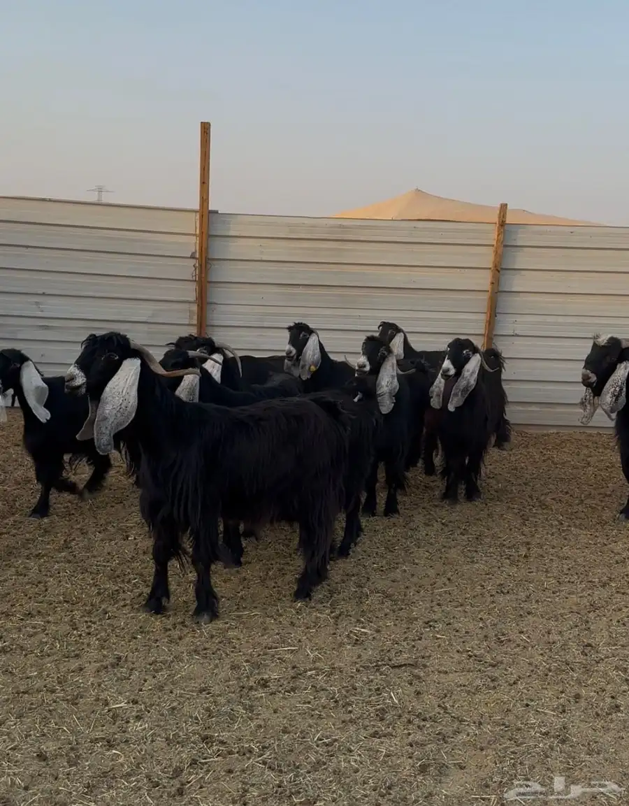 معزا عوارض مراح واحد 1