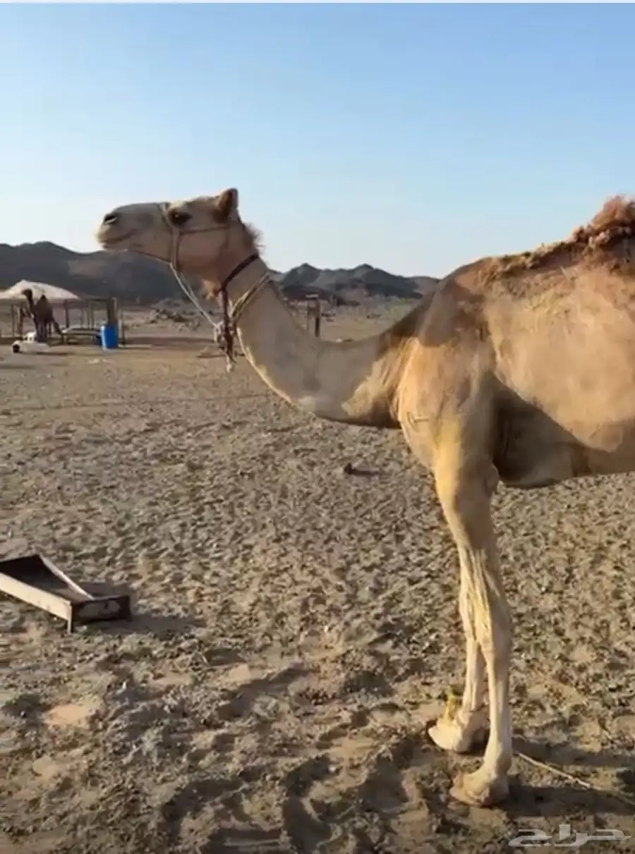 ركبي للبيع جزر والله 1