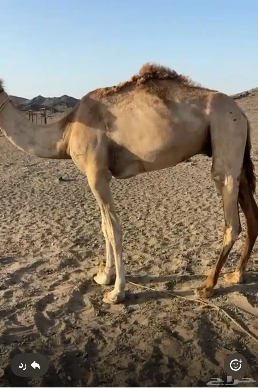 ركبي للبيع جزر والله 2