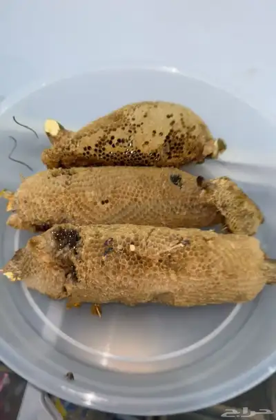 عسل جبلي 1