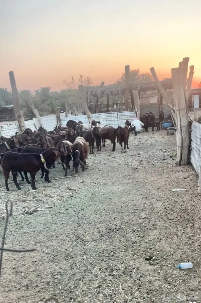ماعز قبرصي بيور اصول 1