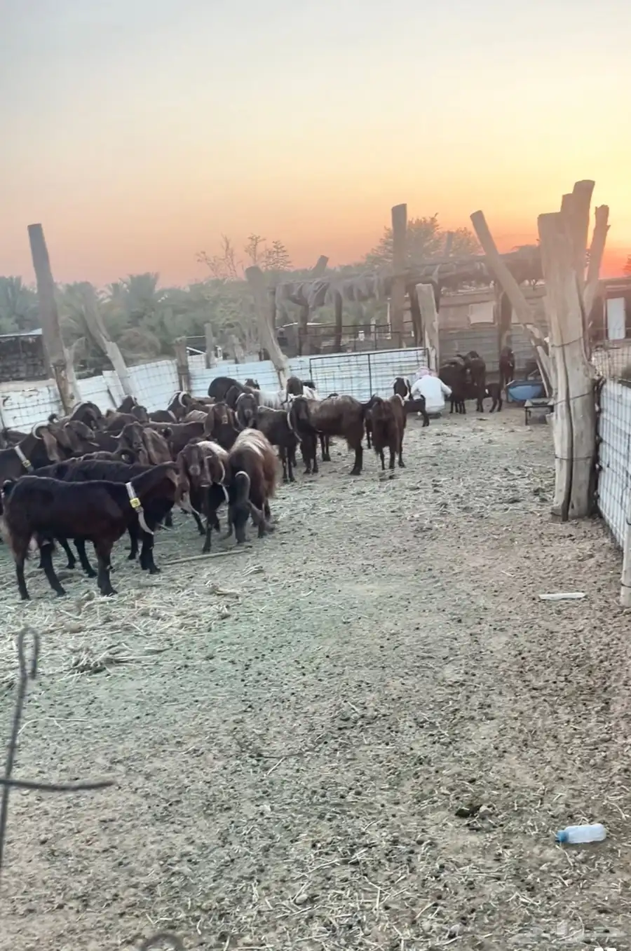 ماعز قبرصي بيور اصول 1