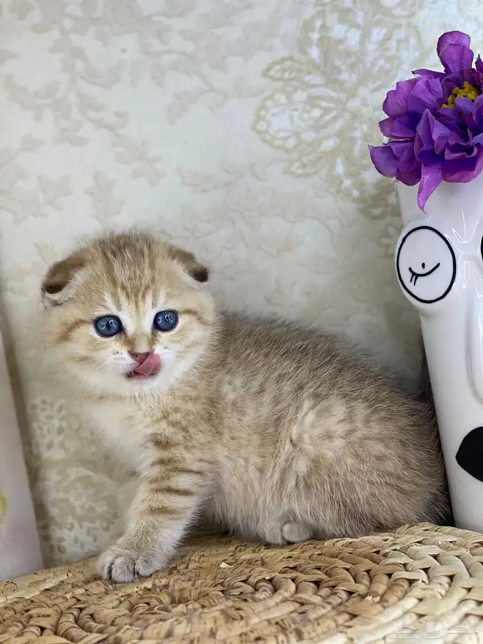 قطط قطه قطوه سكوتش فولد قولد انثى قطط عمر شهرين بسه كيتن 9