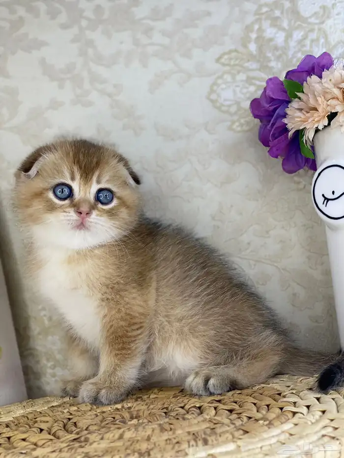 قطط قطه قطوه سكوتش فولد قولد انثى قطط عمر شهرين بسه كيتن 4