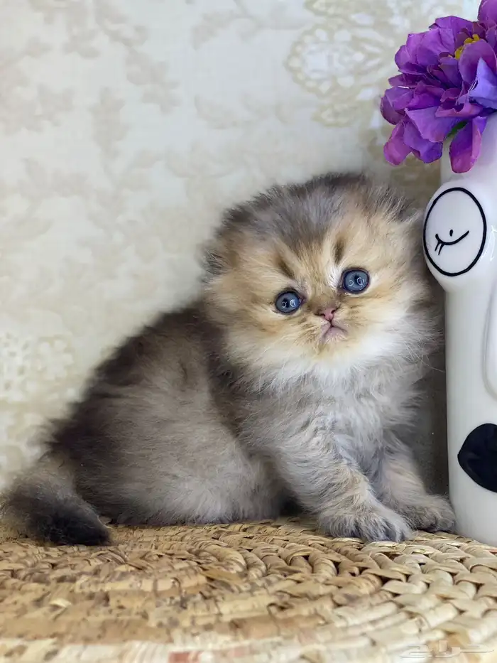 قطط قطه قطوه سكوتش فولد قولد انثى قطط عمر شهرين بسه كيتن 8