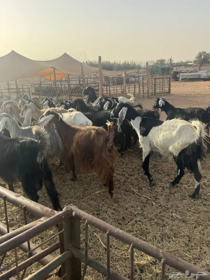 معزاء مضاريع 4