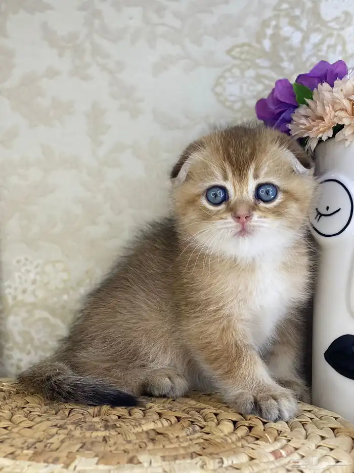 قطط قطه قطوه سكوتش فولد قولد انثى قطط عمر شهرين بسه كيتن 3