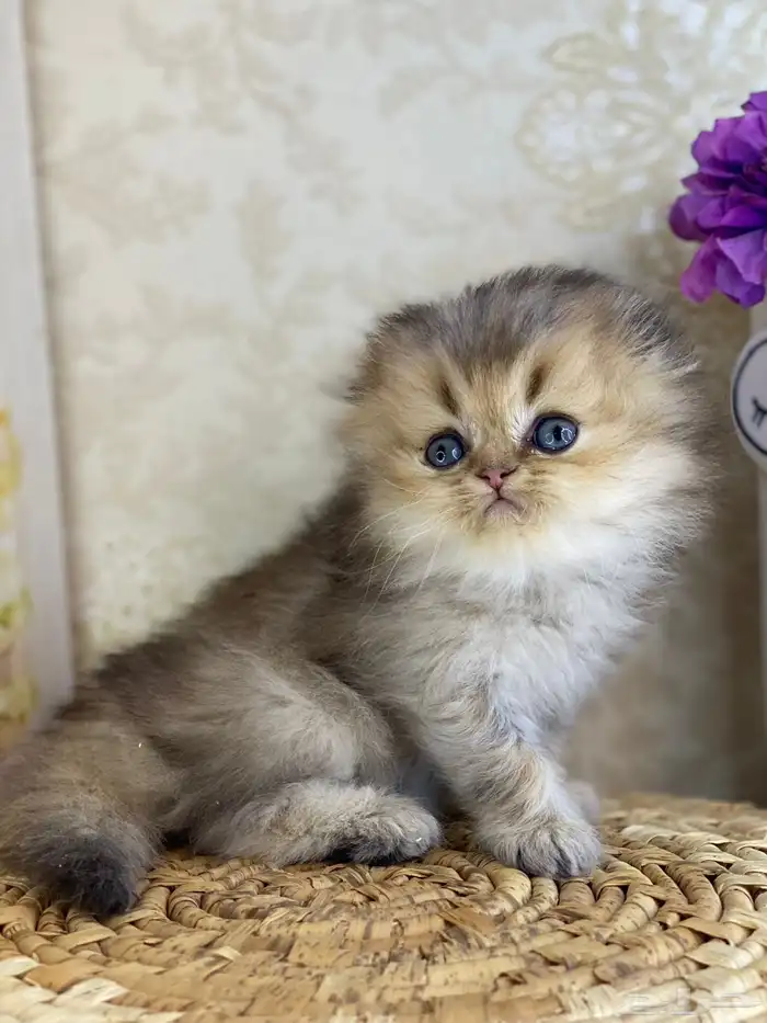 قطط قطه قطوه سكوتش فولد قولد انثى قطط عمر شهرين بسه كيتن 7