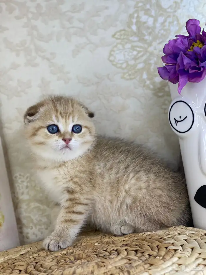قطط قطه قطوه سكوتش فولد قولد انثى قطط عمر شهرين بسه كيتن 10