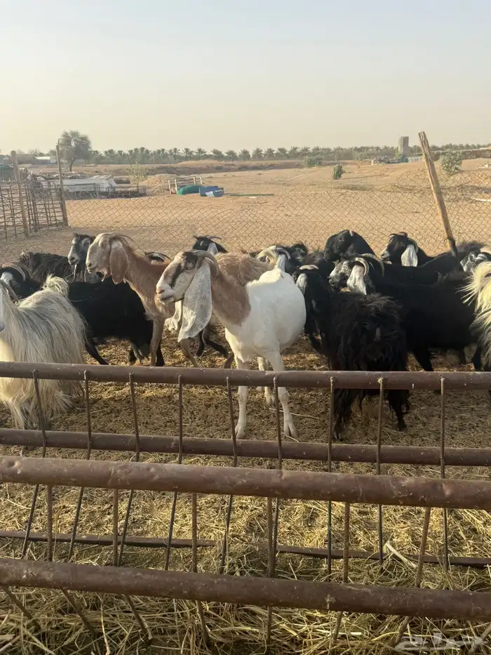 معزاء مضاريع 3