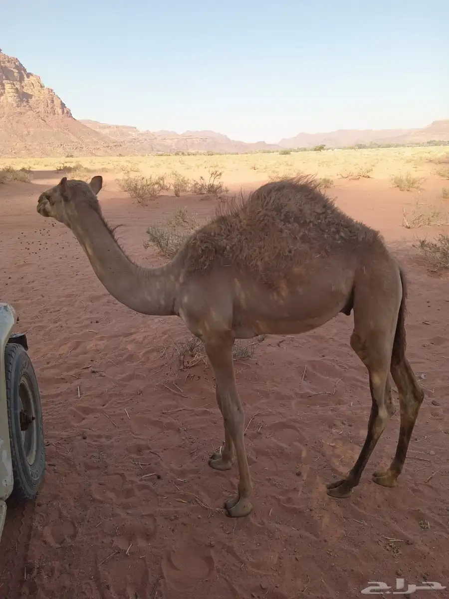 للبيع قعود 0