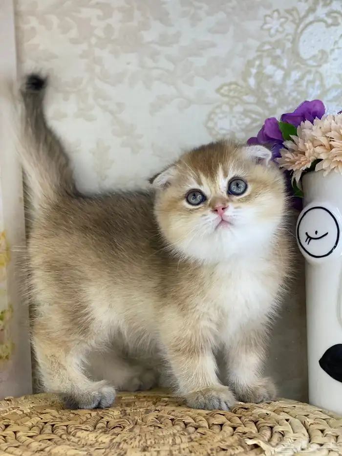 قطط قطه قطوه سكوتش فولد قولد انثى قطط عمر شهرين بسه كيتن 1