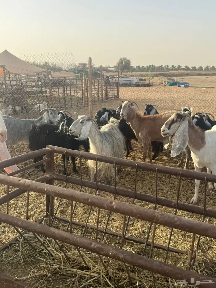 معزاء مضاريع 2
