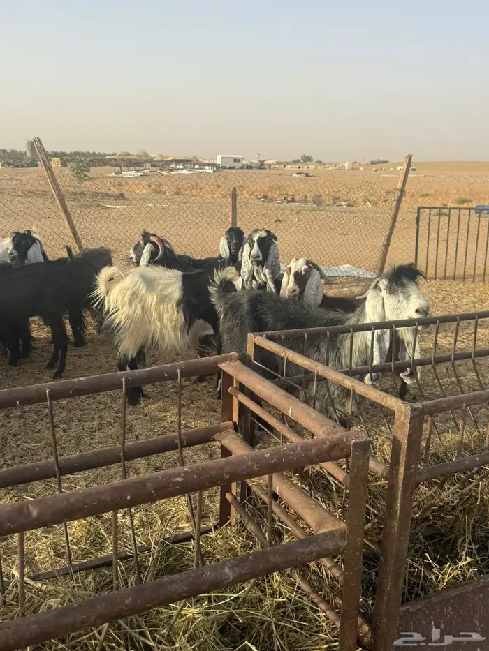 معزاء مضاريع 1