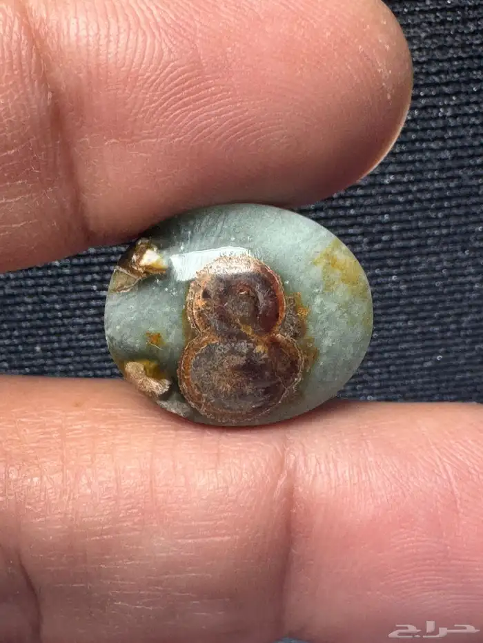 داوودي يماني اخضر نوادر 3