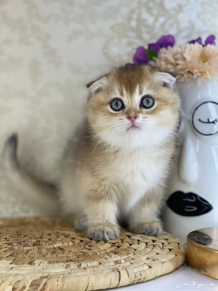 قطط قطه قطوه سكوتش فولد قولد انثى قطط عمر شهرين بسه كيتن 0