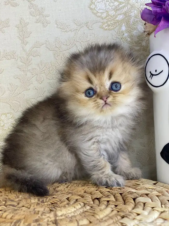 قطط قطه قطوه سكوتش فولد قولد انثى قطط عمر شهرين بسه كيتن 6