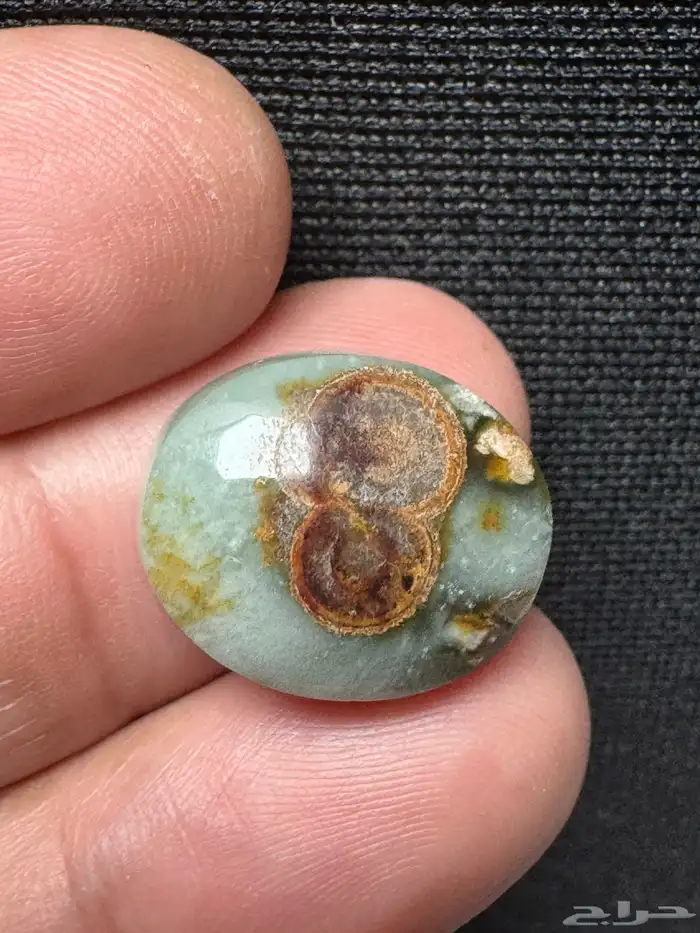 داوودي يماني اخضر نوادر 1