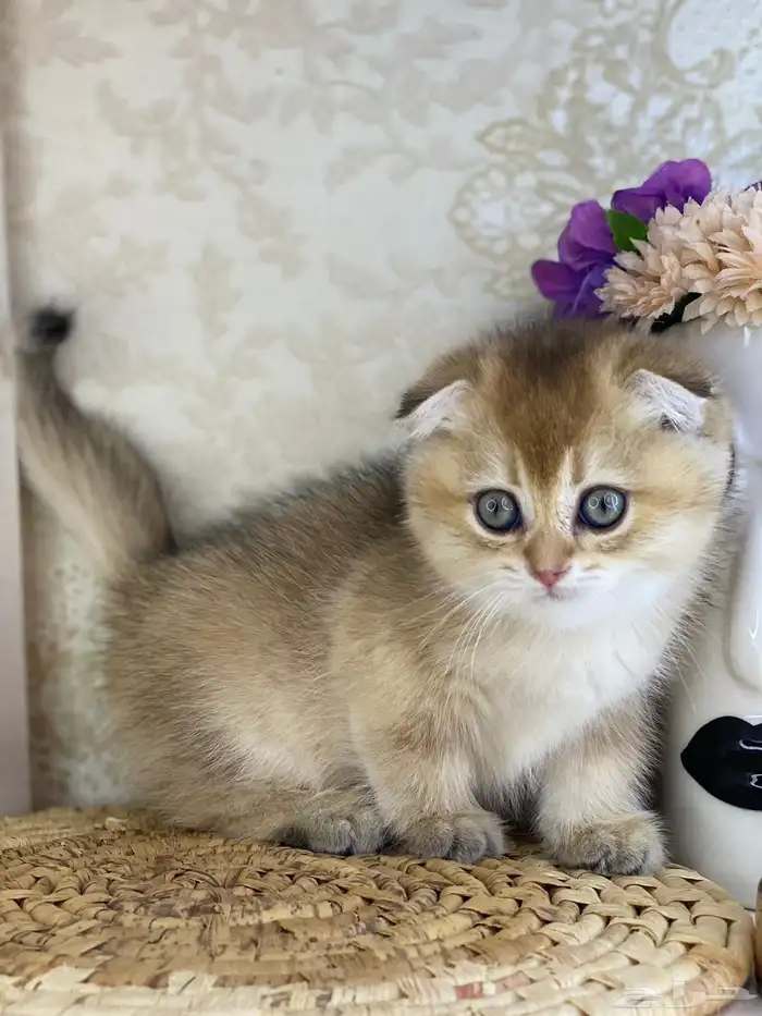 قطط قطه قطوه سكوتش فولد قولد انثى قطط عمر شهرين بسه كيتن 2