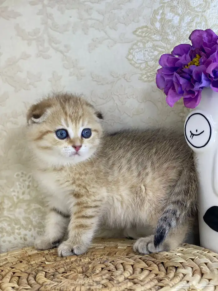 قطط قطه قطوه سكوتش فولد قولد انثى قطط عمر شهرين بسه كيتن 11