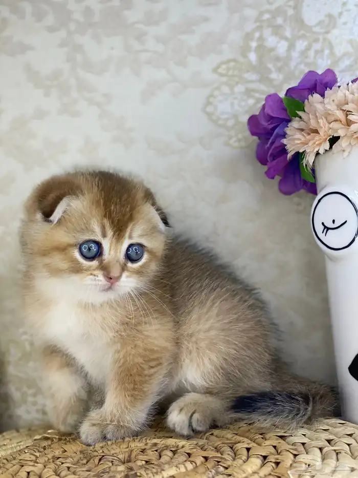 قطط قطه قطوه سكوتش فولد قولد انثى قطط عمر شهرين بسه كيتن 5