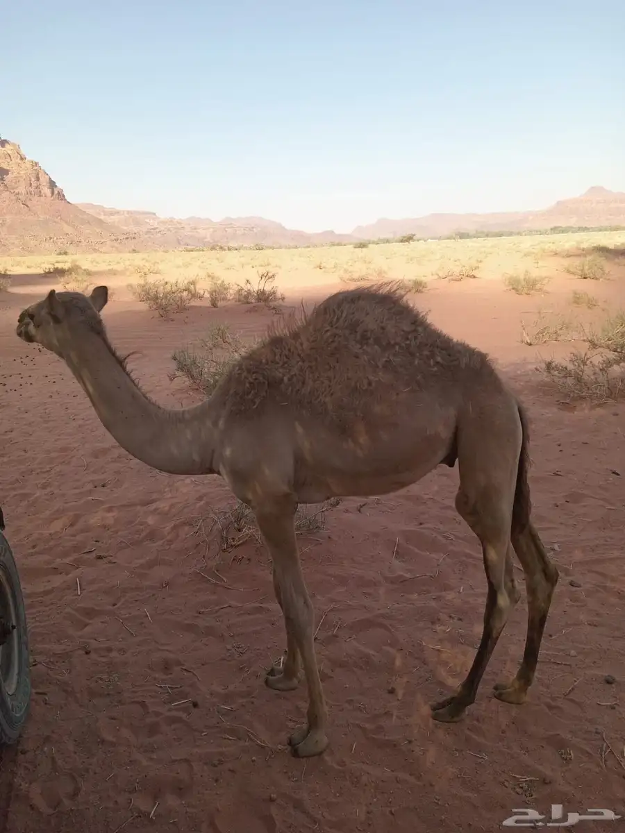 للبيع قعود 1
