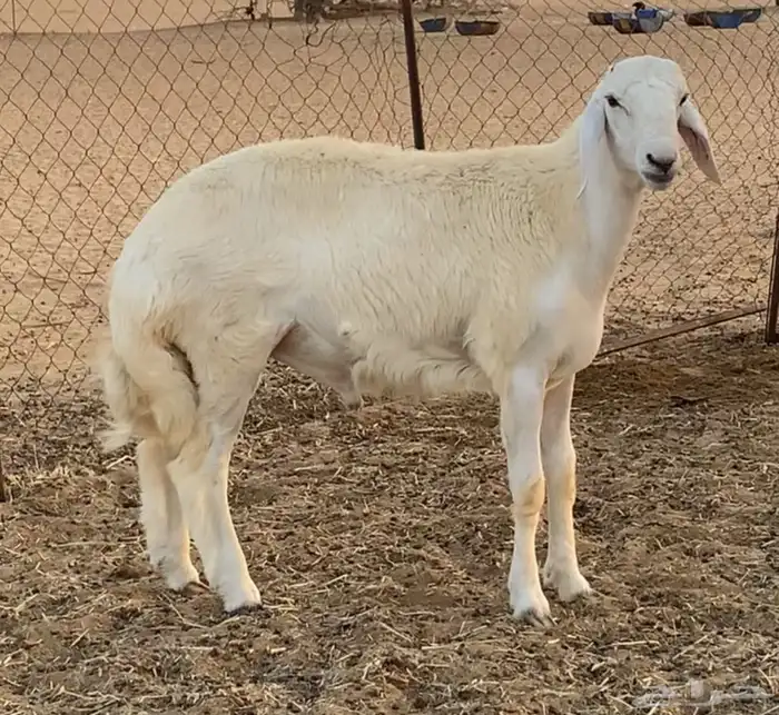 مشروع فحل(تم البيع) 2