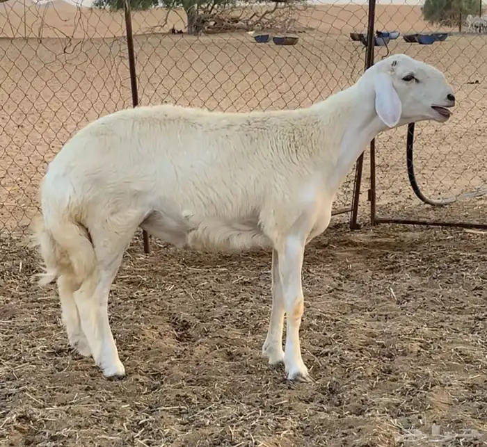 مشروع فحل(تم البيع) 1