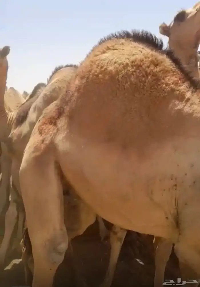 قعدان فل شحم للبيع 0