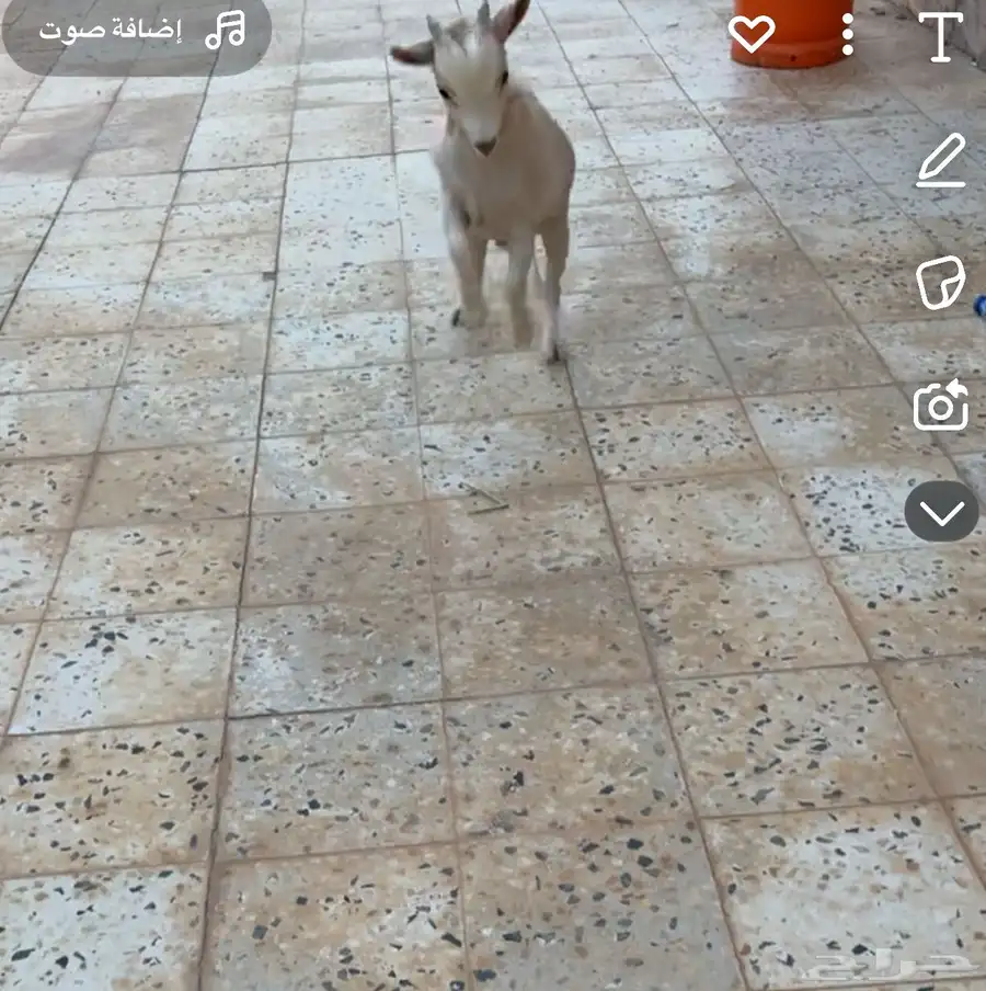 تيس قزم 2
