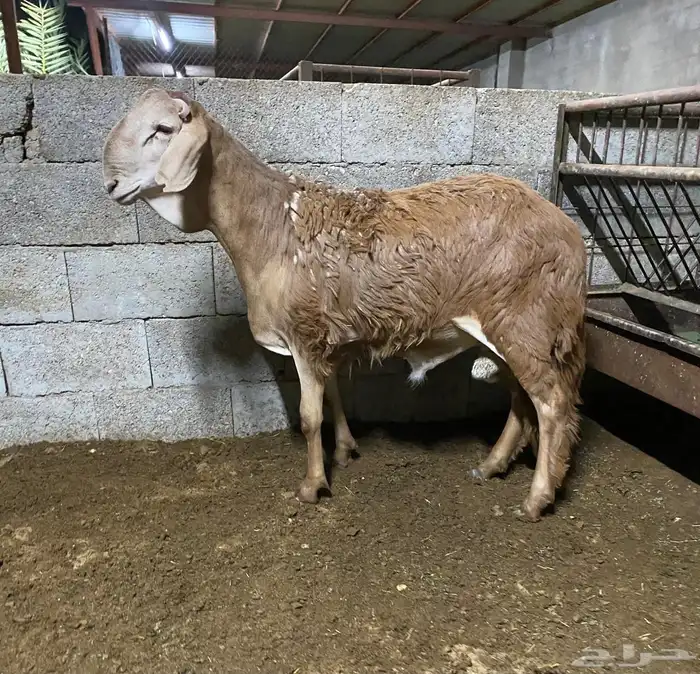 ساكني جذع مقفل ( تم البيع ) 0