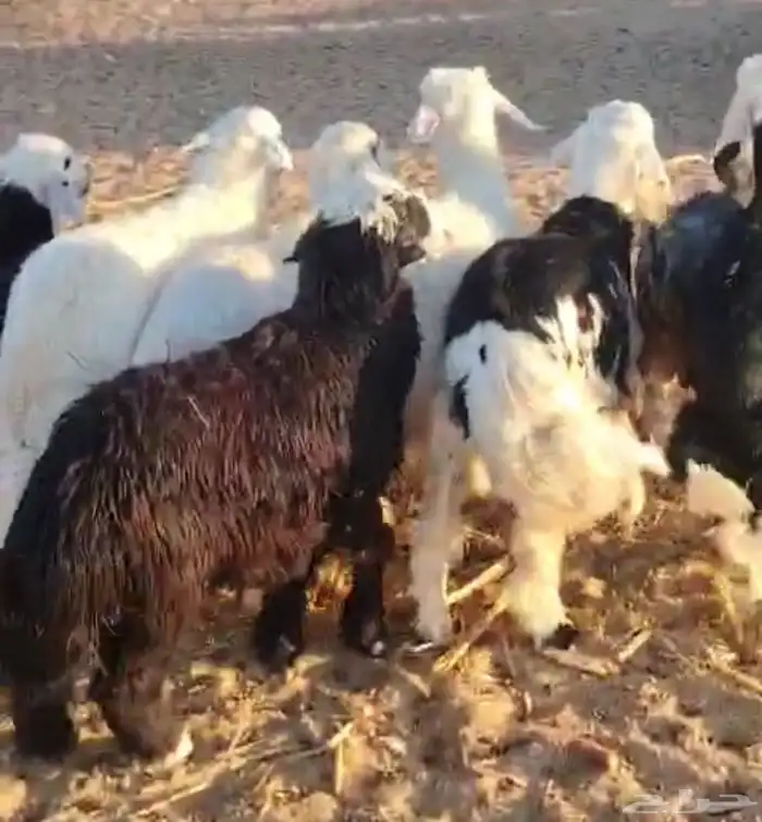 طليان وتيوس للبيع الموقع املج 2