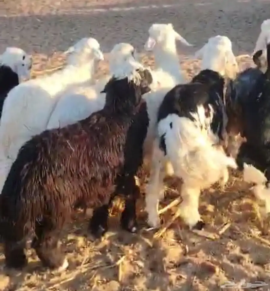 طليان وتيوس للبيع الموقع املج 2