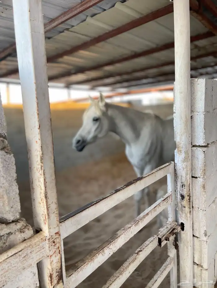 اسطبل ومربط خيل 1