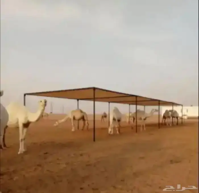 مضلات الابل بافضل معايير الجودة 10