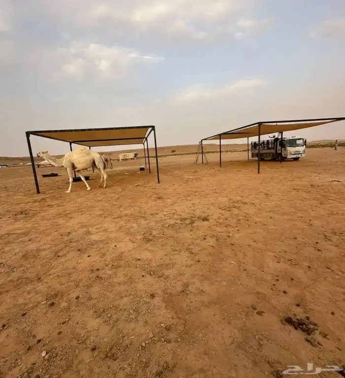 مضلات الابل بافضل معايير الجودة 7