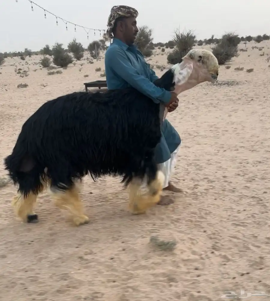 فحل نجدي معرررف توه مشلع ثني كفووو 0