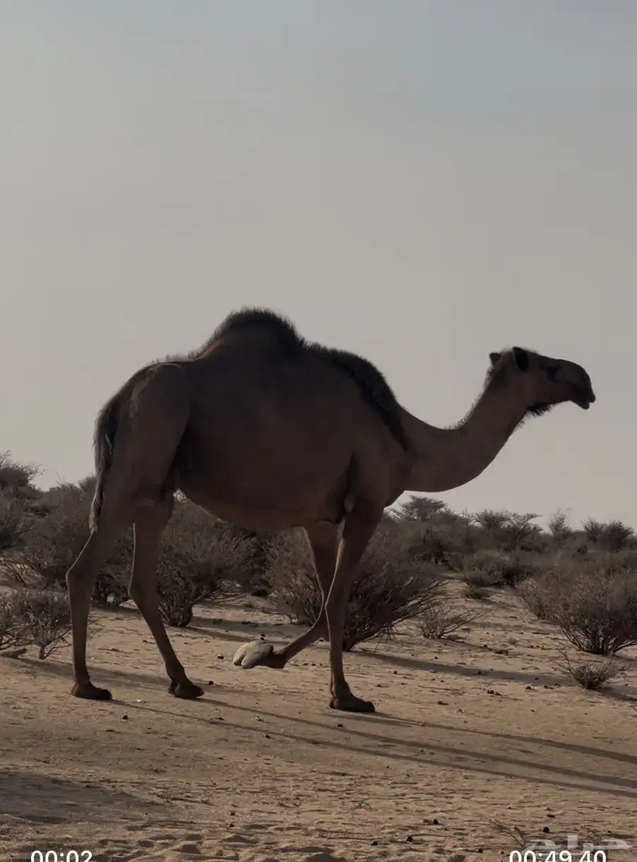 لقحات للبيع 0