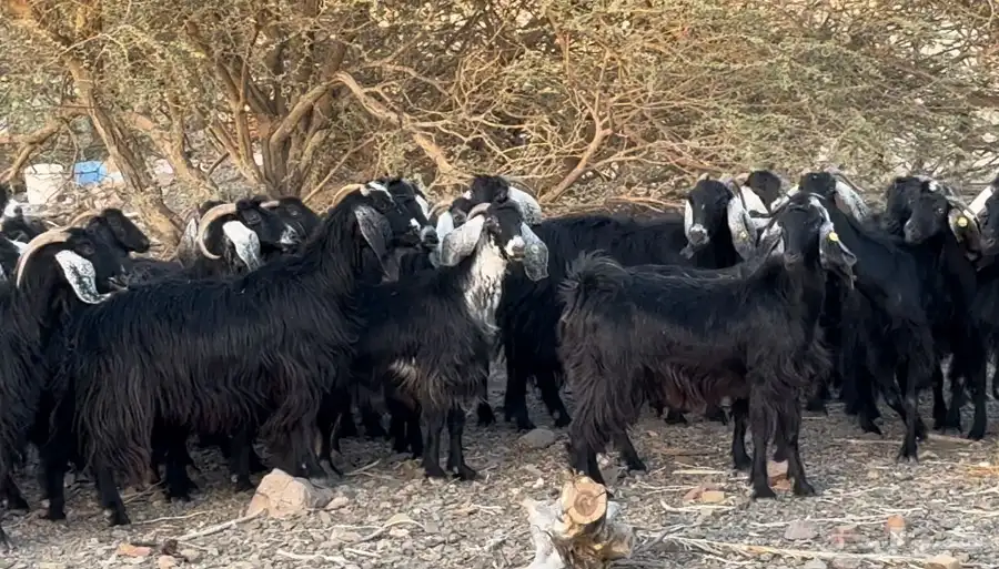 معزا اللبيع 4