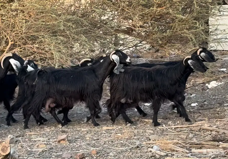 معزا اللبيع 5