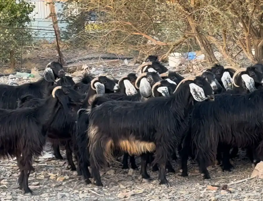 معزا اللبيع 8