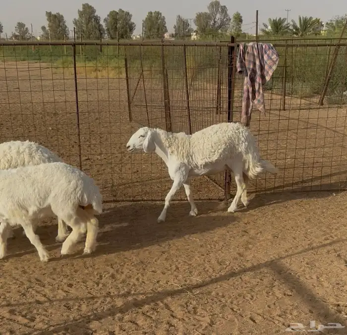 25 رخل حرية كفو (تم البيع) 4