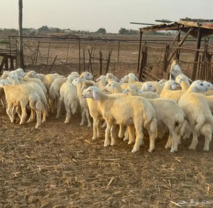 طليان ورخال حرية 36 0