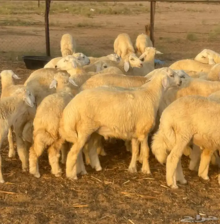 طليان ورخال حرية 36 2