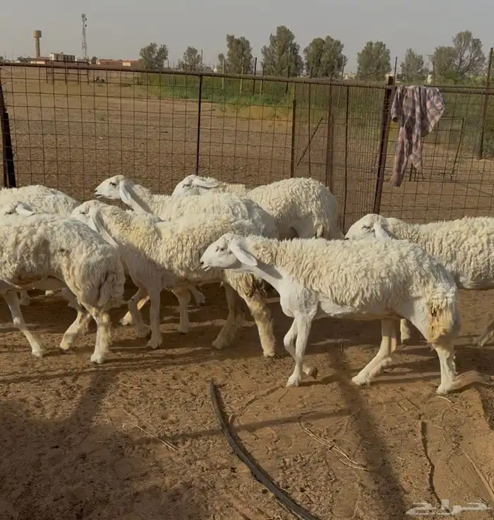 25 رخل حرية كفو (تم البيع) 7