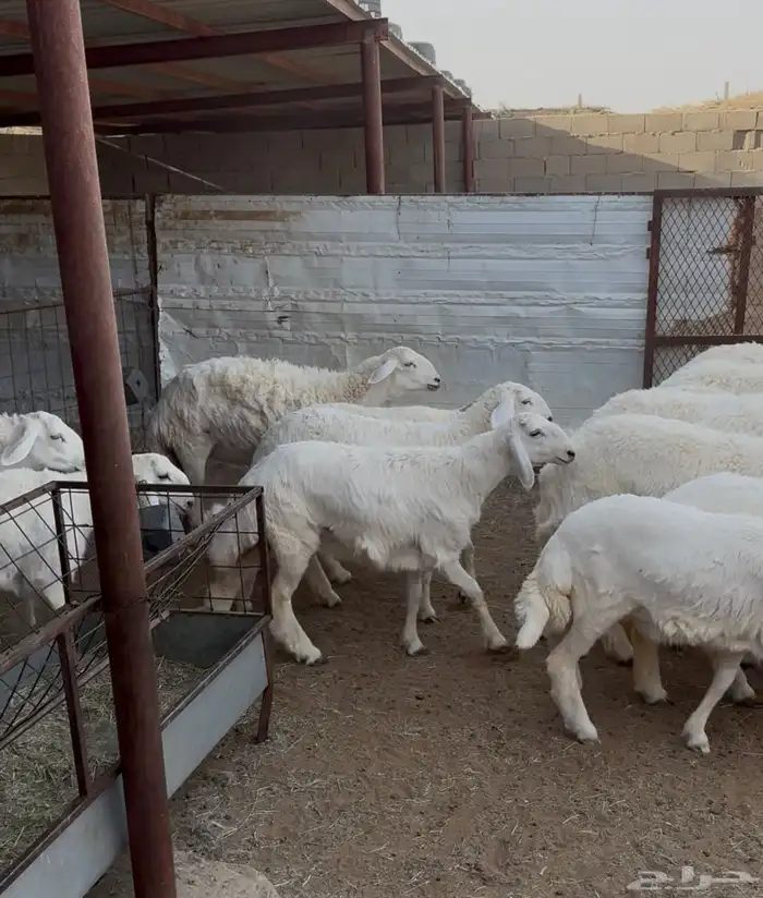 25 رخل حرية كفو (تم البيع) 18