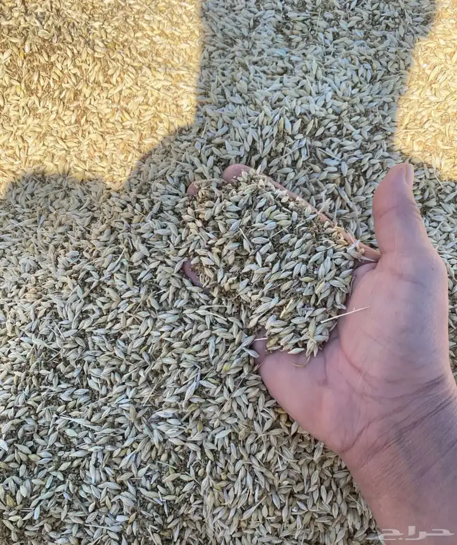للبيع شعير سداسي حب طيب انتاج 2025 0