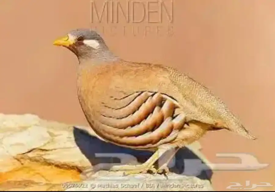 حجل رملي 0